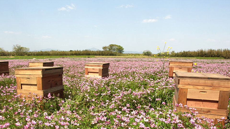 水谷養蜂園